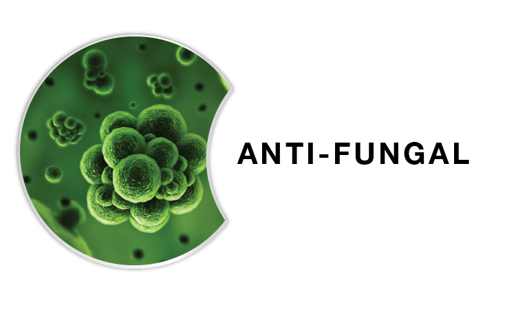 Anti-Fungal